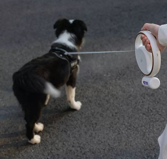 Pet Leash™ | Les Solutions Intelligentes pour Chaque Amoureux des Chiens !