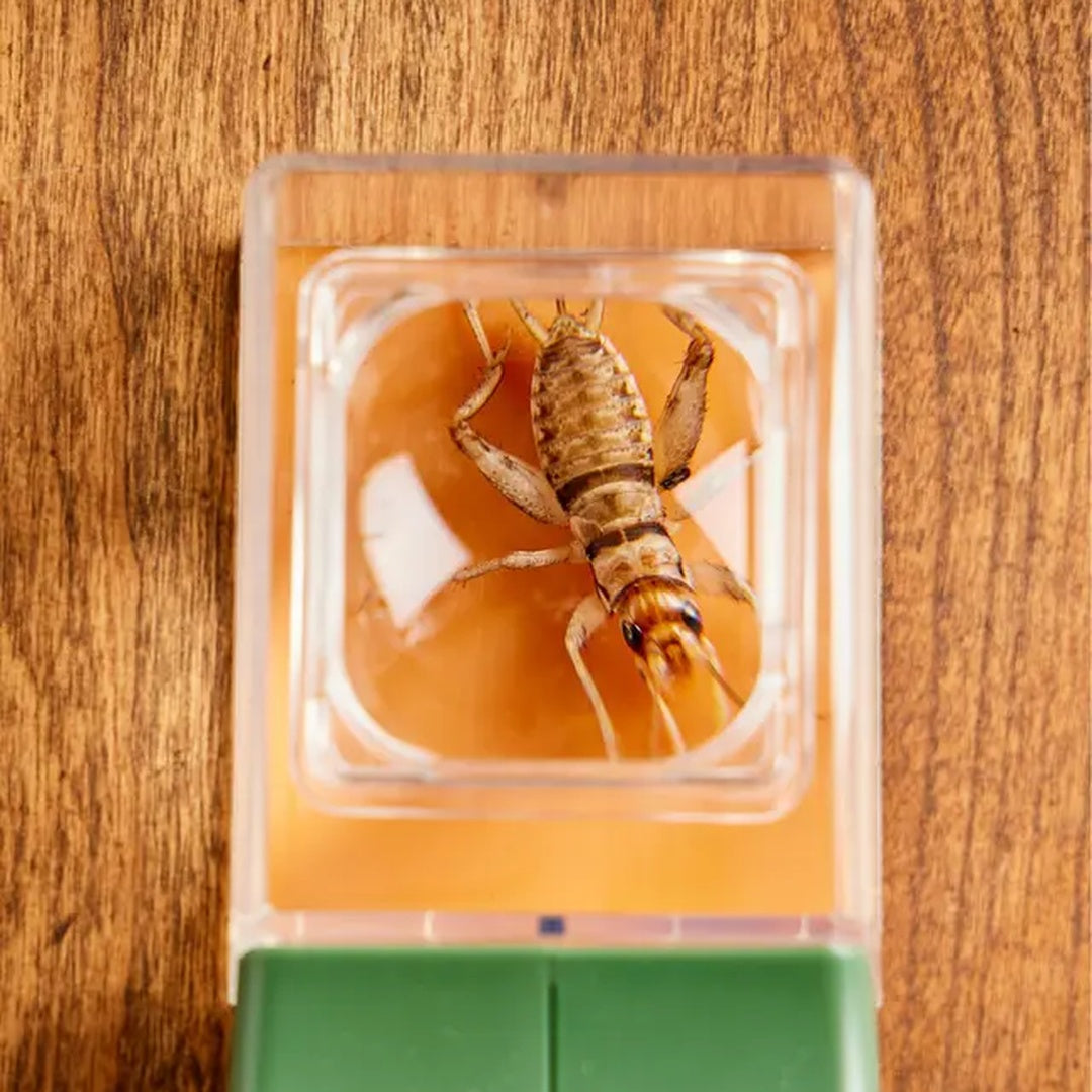 QuickCatch™ | Éliminez les Insectes Sans Problèmes.