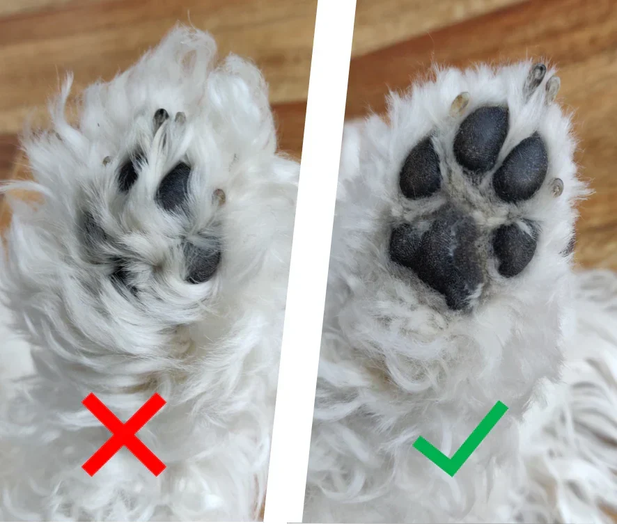 PetTrim™ | Tonte Sécurisée et Confortable à Domicile !